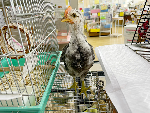 尾曳チャボ（オビキチャボ）