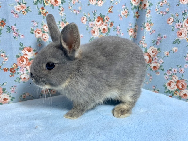 ネザーランドドワーフ