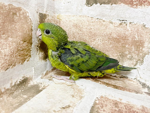 サザナミインコ