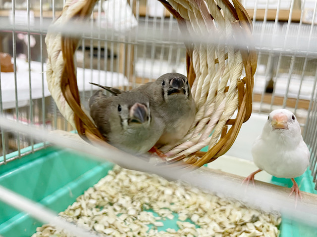 錦花鳥（キンカチョウ）