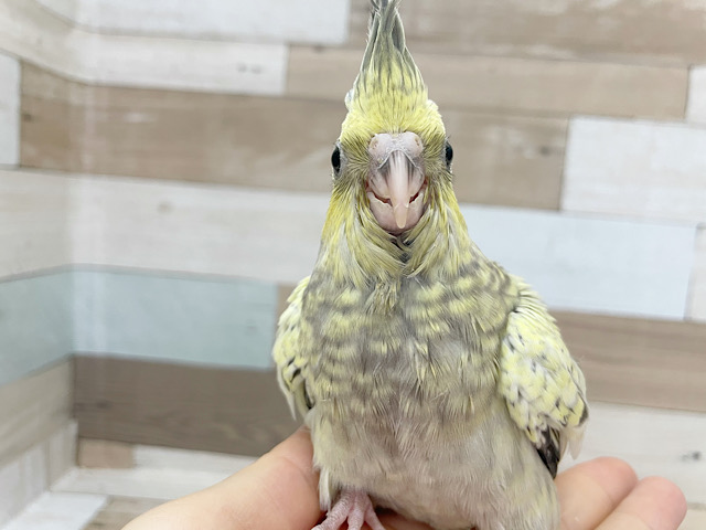 オカメインコ