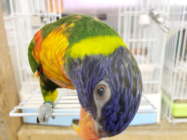 ゴシキセイガイインコ