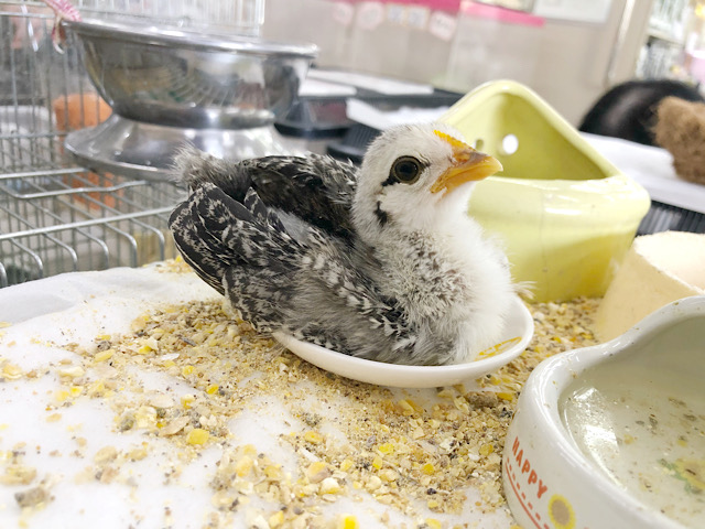 尾曳チャボ（オビキチャボ）