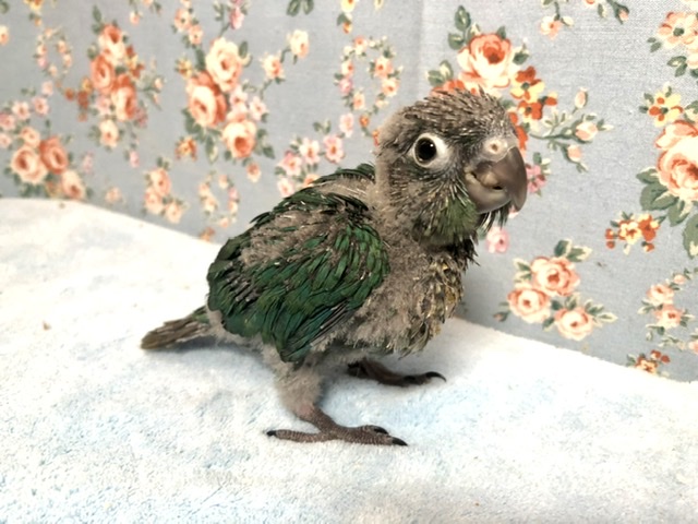 ホオミドリウロコインコ