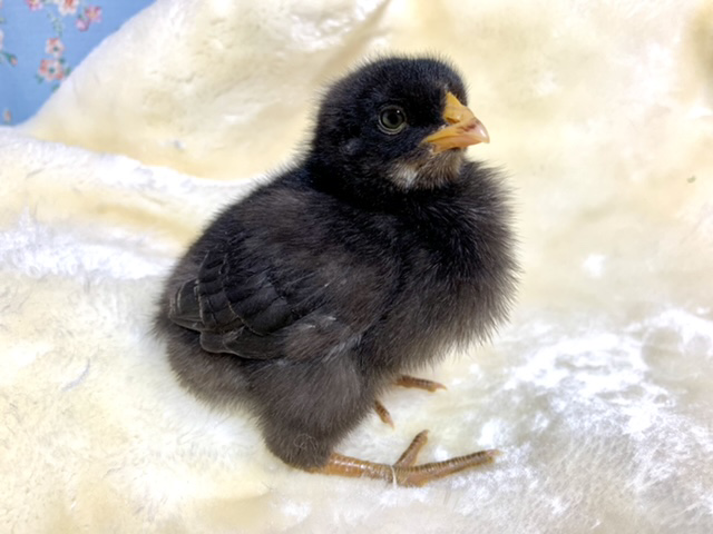 房総地鶏とアローカナ