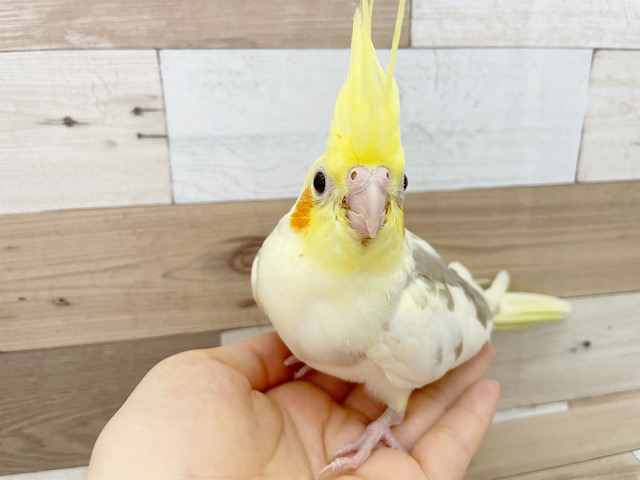 超ホヤホヤ最新画像☆瞳と冠羽が大きいね~ オカメインコ シナモンパイド~ オカメインコ