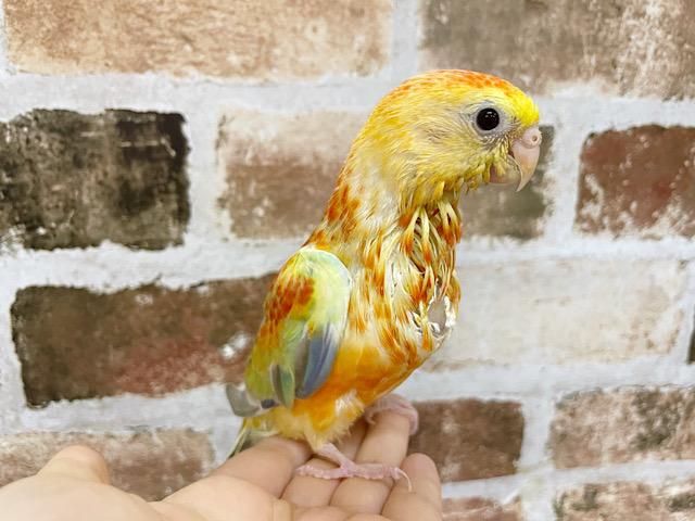 ビセイインコ（美声インコ）