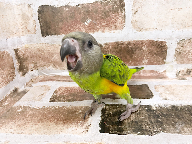 セネガルパロット