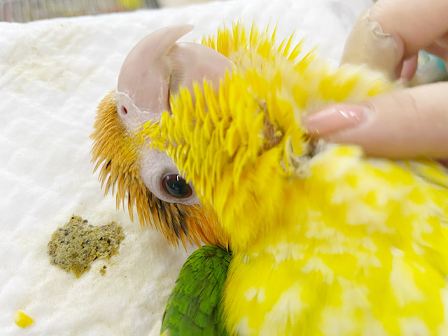 シロハラインコ
