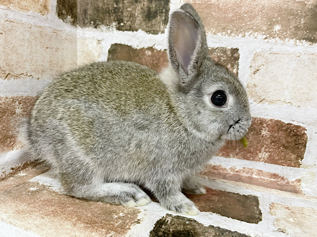 ネザーランドドワーフ