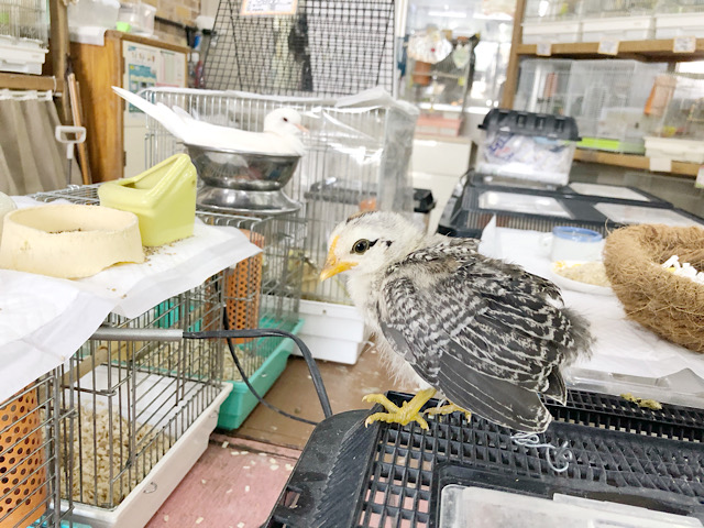 尾曳チャボ（オビキチャボ）