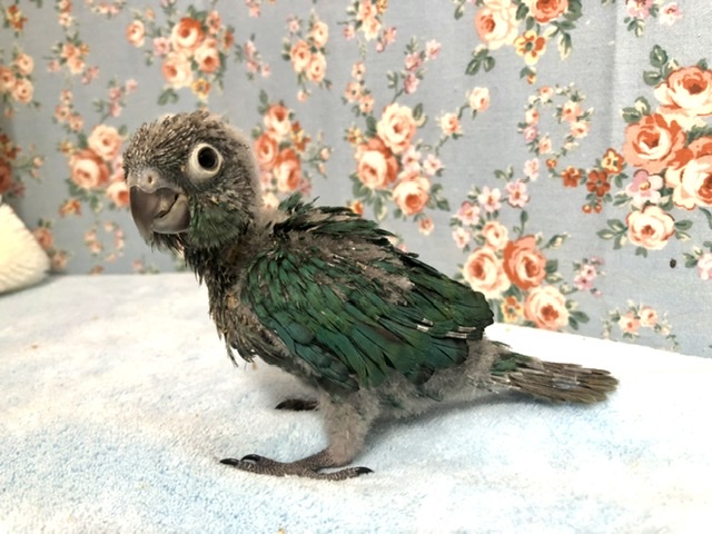 ホオミドリウロコインコ