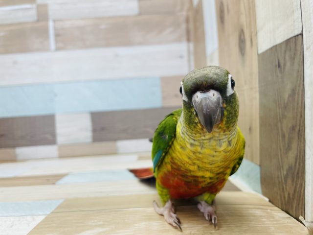 ワキコガネウロコインコ