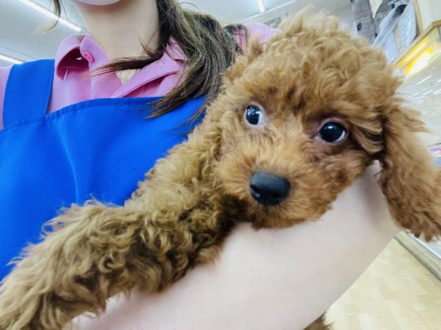 トイプードル