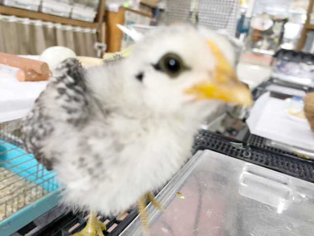 尾曳チャボ（オビキチャボ）