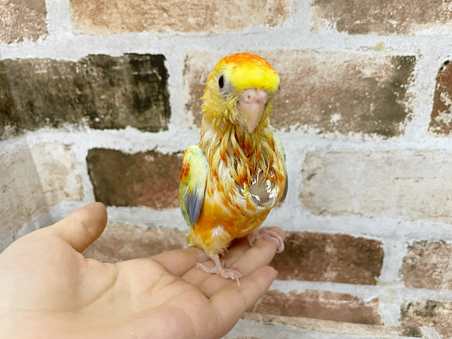 ビセイインコ（美声インコ）