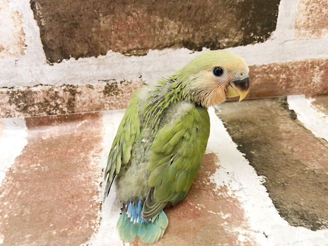 コザクラインコ（小桜インコ）