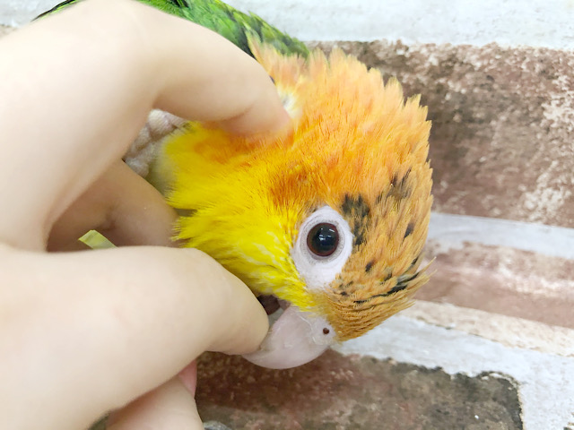 シロハラインコ