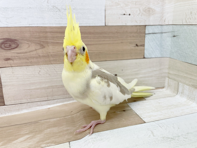 オカメインコ