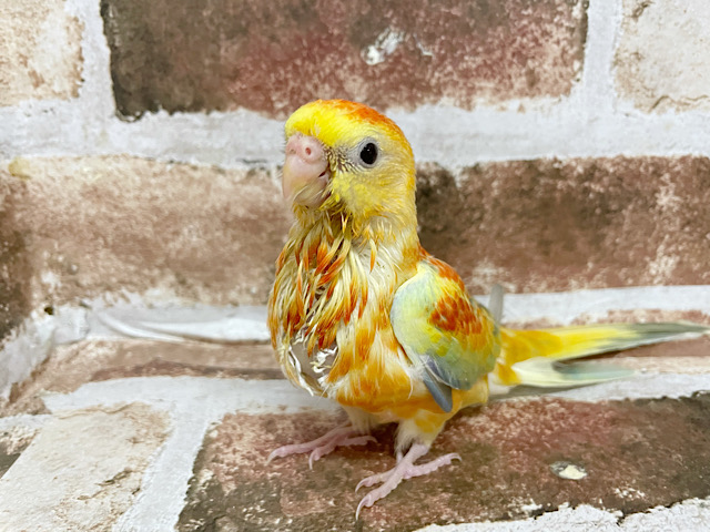 ビセイインコ（美声インコ）