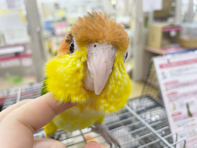 シロハラインコ