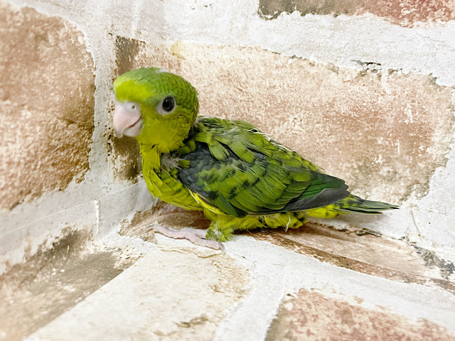 サザナミインコ