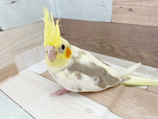オカメインコ