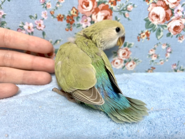 コザクラインコ（小桜インコ）