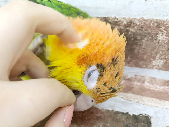 シロハラインコ