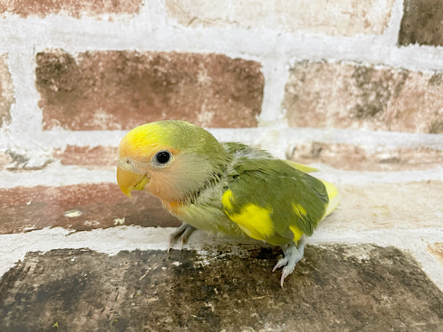 コザクラインコ（小桜インコ）