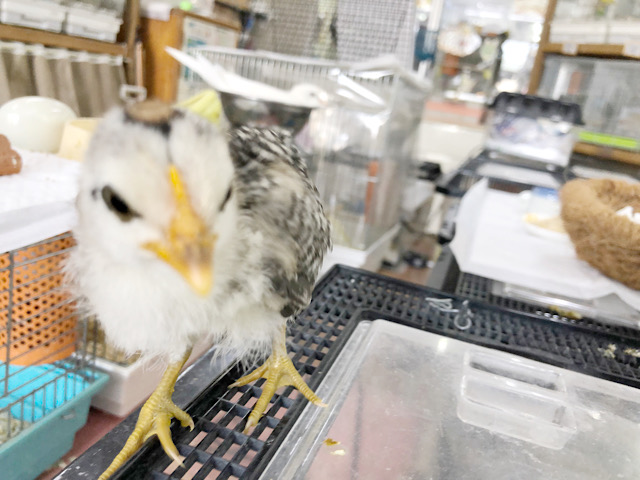 尾曳チャボ（オビキチャボ）