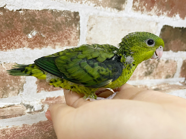 サザナミインコ