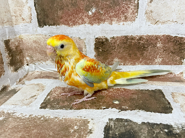 ビセイインコ（美声インコ）