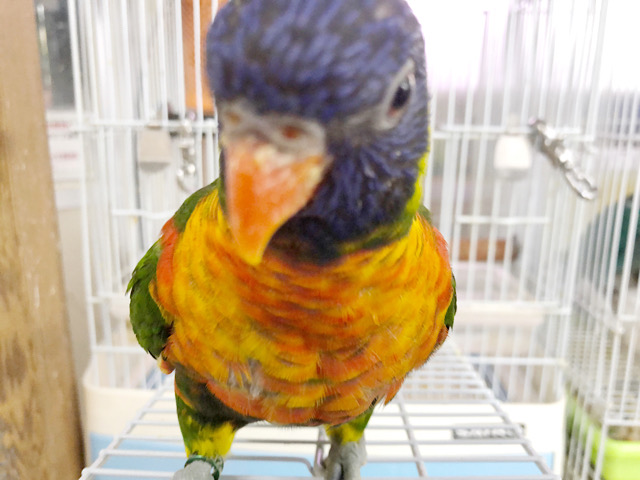 ゴシキセイガイインコ