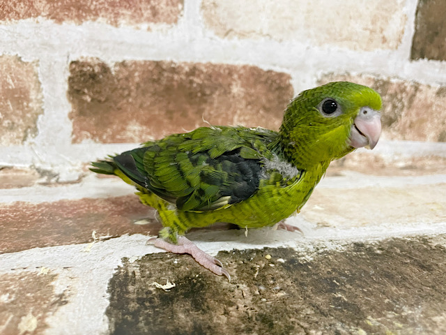 サザナミインコ