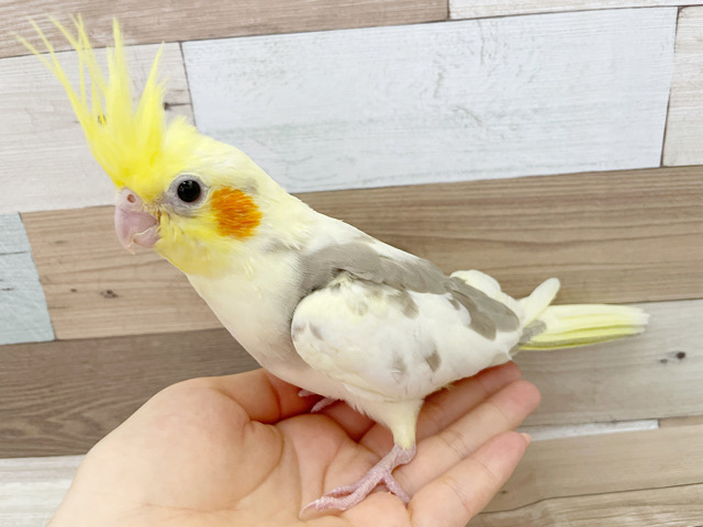 超ホヤホヤ最新画像☆瞳と冠羽が大きいね~ オカメインコ シナモンパイド~ オカメインコ