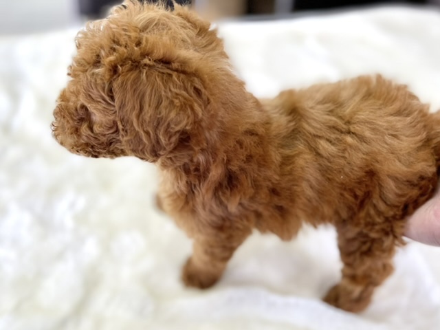 トイプードル
