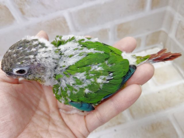 ワキコガネウロコインコ