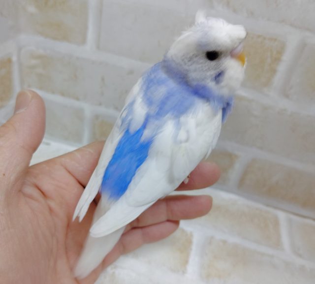 梵天セキセイインコ