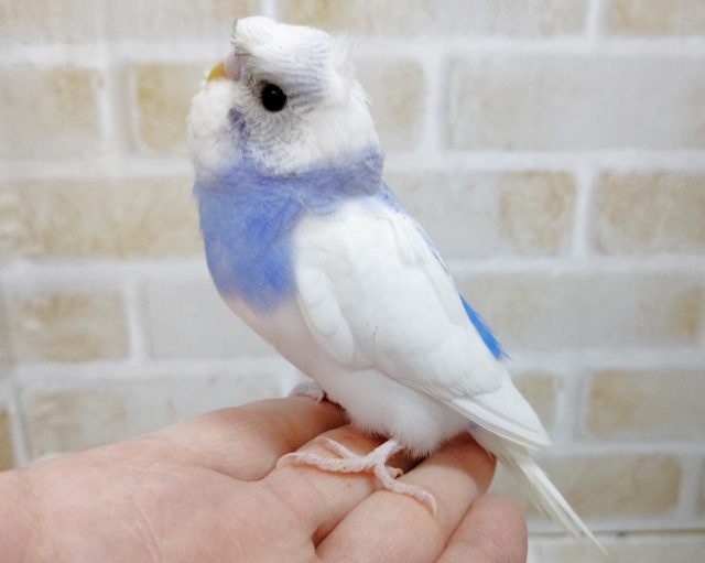 梵天セキセイインコ