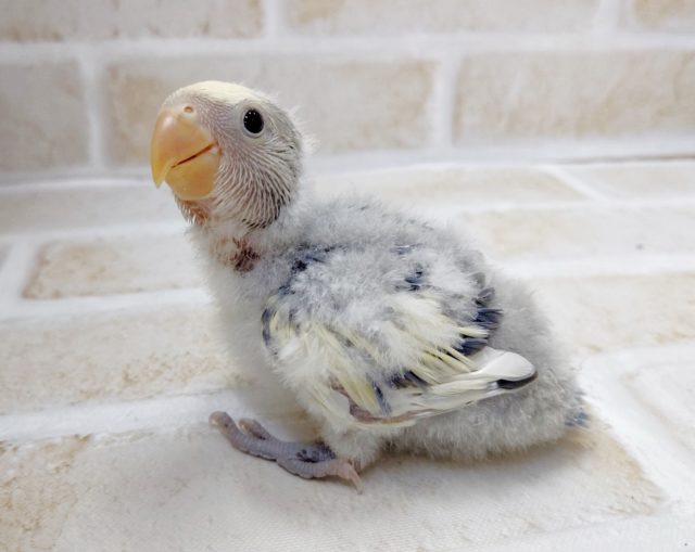 コザクラインコ（小桜インコ）