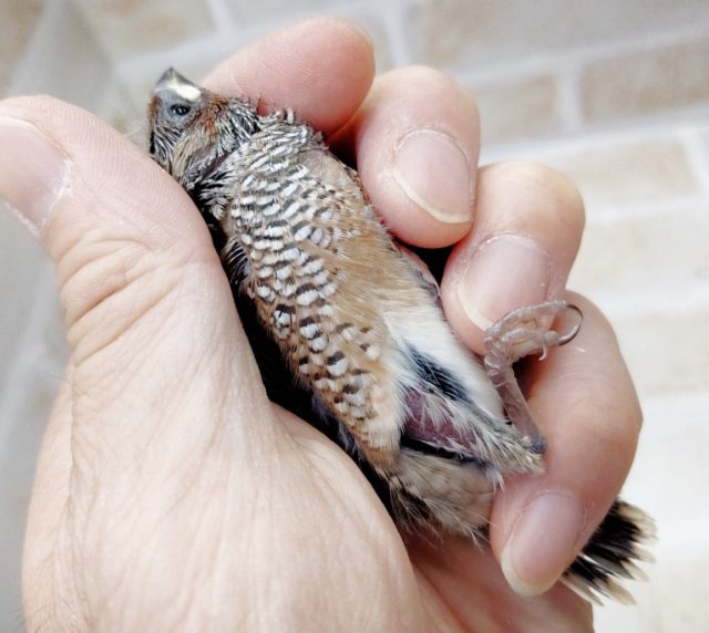 オオイッコウチョウ