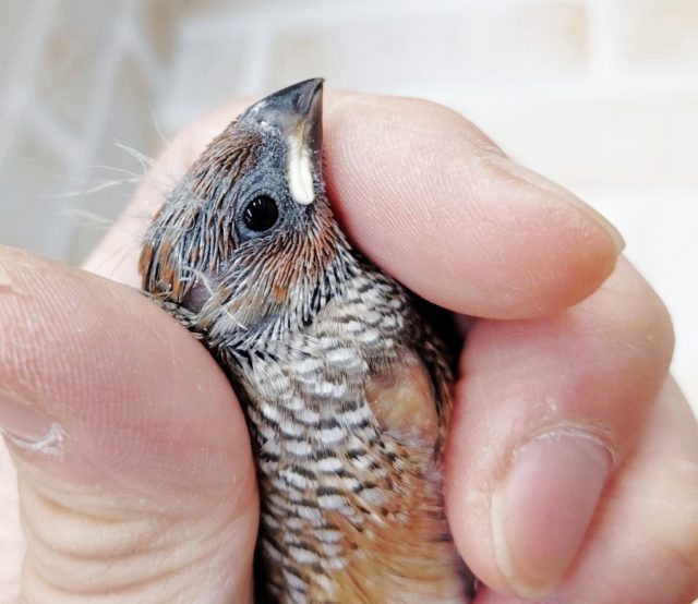 オオイッコウチョウ