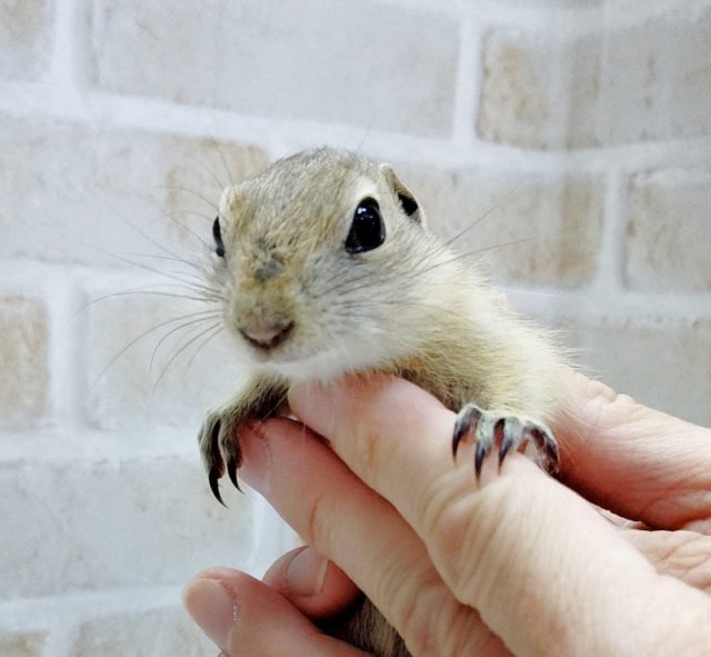 リチャードソンジリス