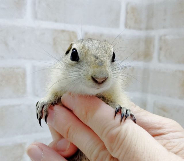 リチャードソンジリス