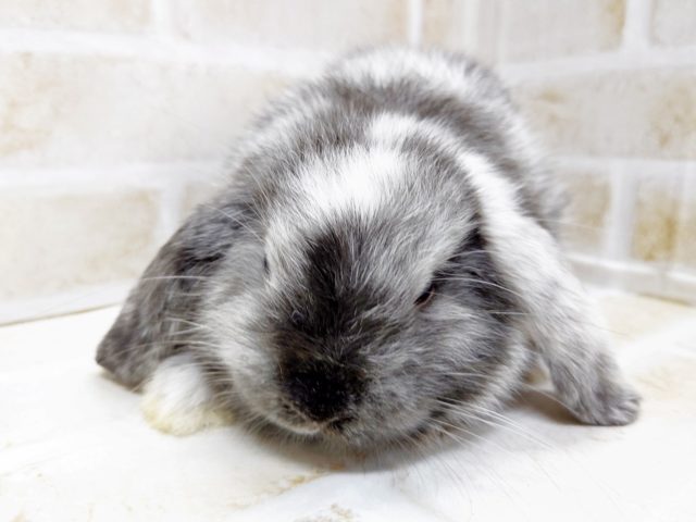 ロップイヤーラビット