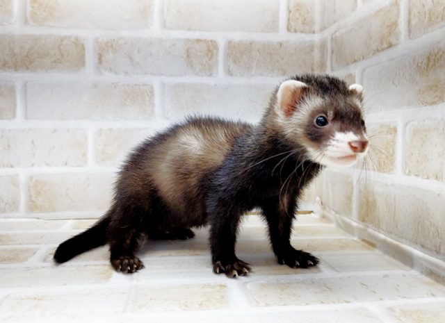 きりっ! マーシャルフェレット ブラックセーブル 2021年05月17日 フェレット