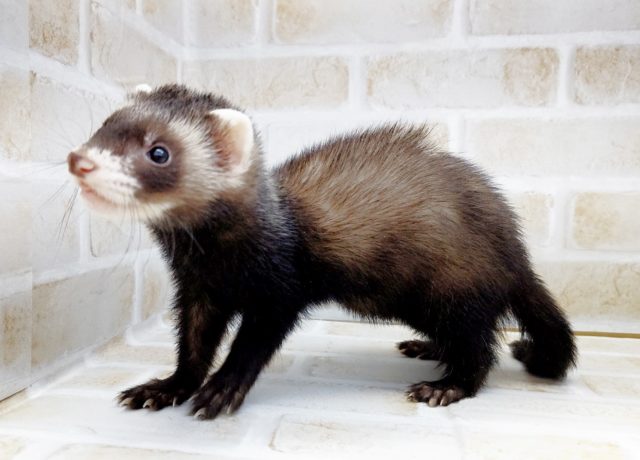 きりっ! マーシャルフェレット ブラックセーブル 2021年05月17日 フェレット