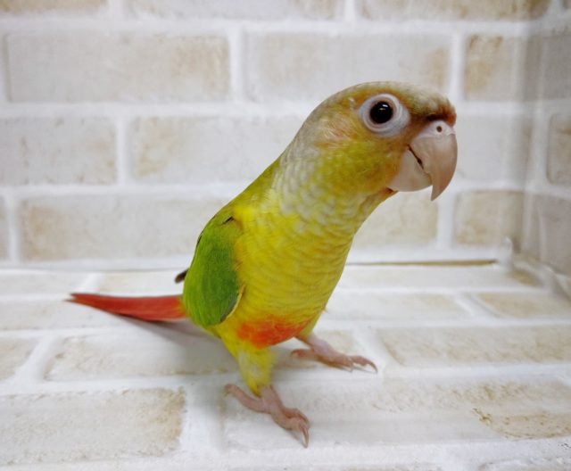 ホオミドリウロコインコ