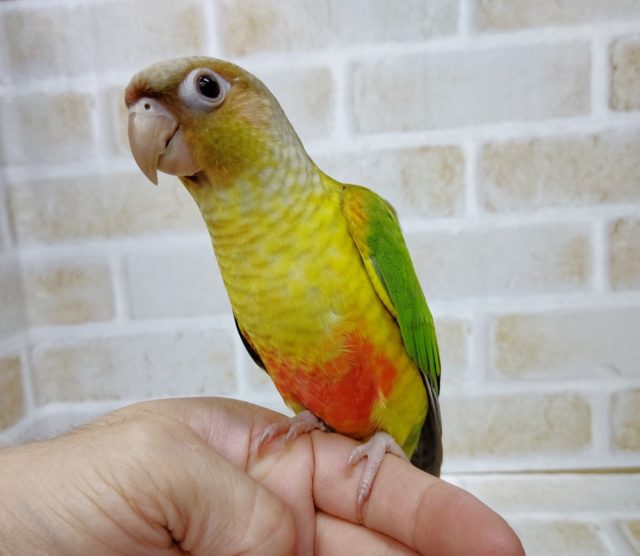 ホオミドリウロコインコ